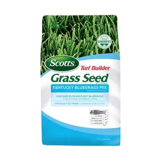 Kentucky-Blaugrassamen