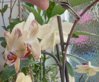 Quelqu'un qui taille une tige d'orchidée