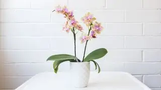 Pourquoi la tige de ma orchidée jaunit-elle ? Voici pourquoi