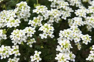 fleurs blanches d'alyssum douces