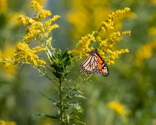 verge d'or avec un papillon monarque