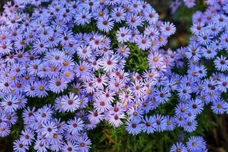 Fleurs d'aster lavande