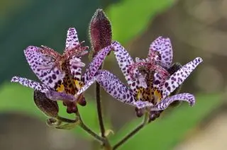 Fleurs violettes de lis crapaud japonais