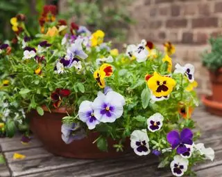 Fleurs d'automne pour pots – 10 superbes fleurs pour ajouter de la couleur et de l'intérêt saisonniers