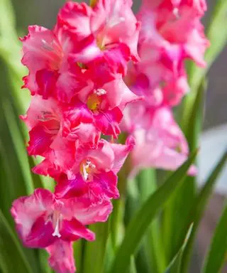 růžové gladioly