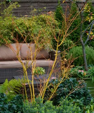 עץ שורש חשוף נטוע בין שיחים בגבול