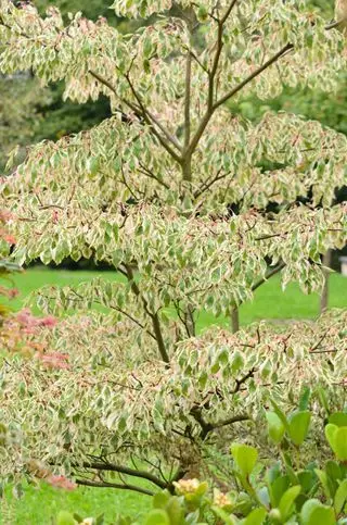 עץ עוגת חתונה Cornuscontroversia