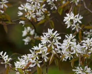 amelanchier שניתן לשתול כעץ שורש חשוף