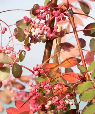 איך לשתול עצי שורש חשופים