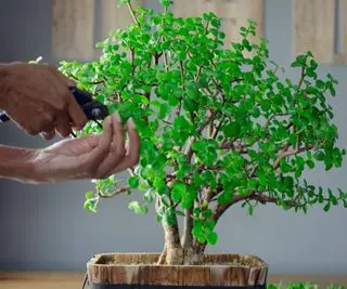 plante de buisson d'éléphant et ciseaux