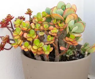 buisson d'éléphant dans un pot de plante