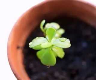 coupe de plante d'éléphant