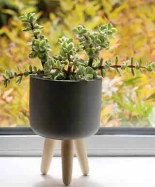 Plante d'éléphant succulente en pot sur le rebord de la fenêtre