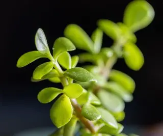Comment propager une succulente de buisson d'éléphant - notre guide étape par étape vous montrera le chemin