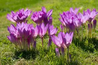 Jesienne krokusy / gołe nagie panie