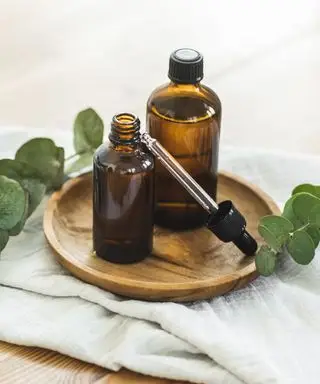 Utiliser l’eucalyptus pour éloigner les insectes de la maison – le meilleur moyen de dissuader les nuisibles