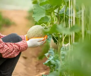 Agricultor segurando um melão melão
