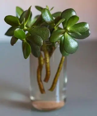 Boutures de plantes Crassula ovata dans un petit pot en verre