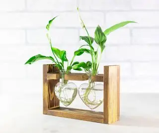 6 erreurs à éviter lors de la multiplication des plantes dans l’eau – et que faire à la place