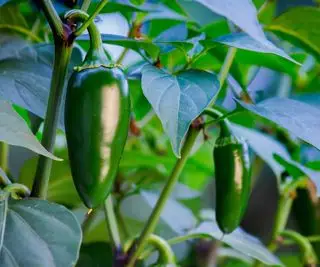 Un jalapeno verde che cresce su una pianta all'esterno