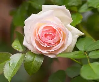 Uderzające blade kwiaty róży