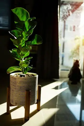 pianta d'appartamento di fico con foglia di violino