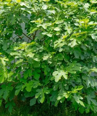 Fico di Chicago Hardy