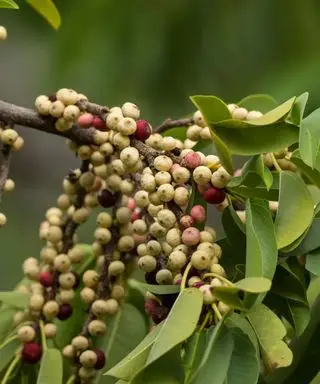 Un enorme albero di fico