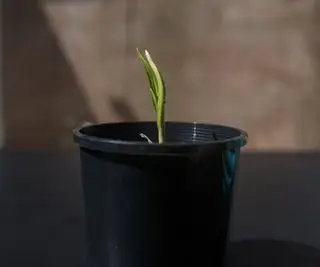 Semis d'ail poussant à l'intérieur dans un pot en plastique