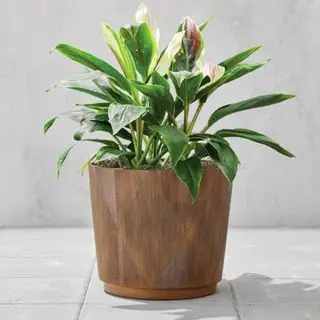 Sadzarka zewnętrzna