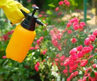 pulvérisation de roses