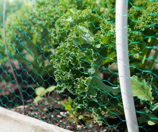 filet autour des plantes