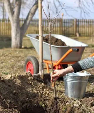 Piantare un melo in giardino