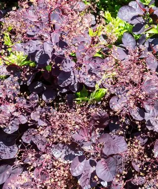 folhagem preta do arbusto cotinus, também conhecido como arbusto de fumaça