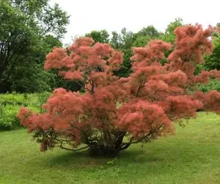 Um arbusto de fumaça cultivado como uma árvore de fumaça e em flor