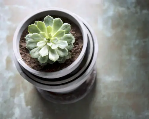 Quand arroser les plantes succulentes – et à quelle fréquence – pour qu’elles continuent de prospérer