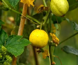 Concombres de citron jaune poussant sur la plante