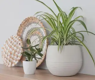 Lindas plantas de casa e decoração em mesa de madeira perto de parede clara