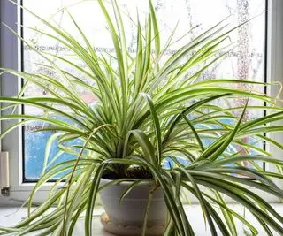 planta de aranha fresca em vaso de flores no parapeito da janela