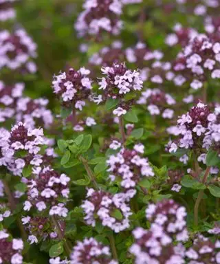 thym citronné en fleur