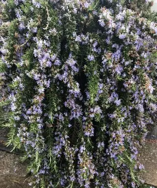 romarin cultivé comme herbe aromatique