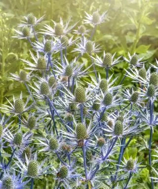 pianta costiera agrifoglio marino o eryngium blu zaffiro