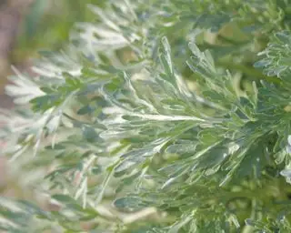 artemisia pianta costiera