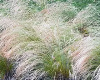 Erba piuma messicana