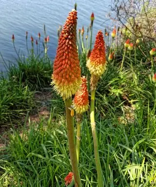 kniphofia da poker rovente
