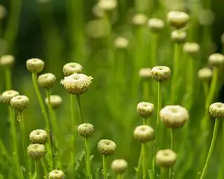 fiori gialli di Santolina Napoletana