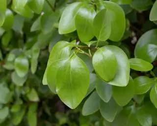 gresilina littoralis