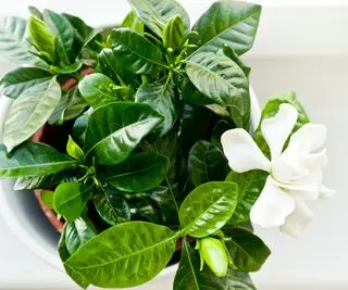 Mögen Gardenien Kaffeesatz? Experten bewerten diesen rein natürlichen Pflanzendünger