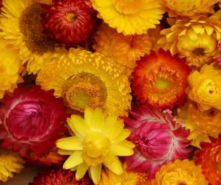 Flores de paja en amarillo, rosa y naranja.