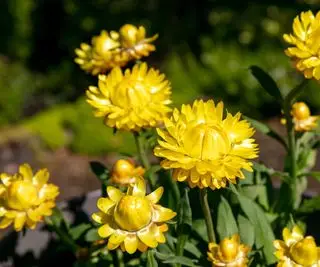 Flores de paja amarillas